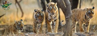The Ranthambhore Safari Tours