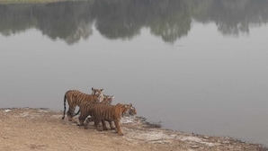 Basic Tree House | Living area - The Ranthambhore Safari Tours (Sawai Madhopur)