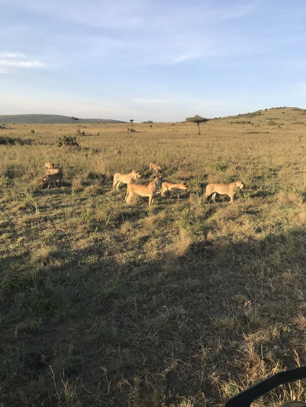 A group of lions in a grassy savannah with sparse trees and a clear sky. - Guest House Hotel Chrisna - Hostel (Nairobi)