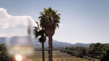 A vineyard with rows of crops and two palm trees in the foreground.
