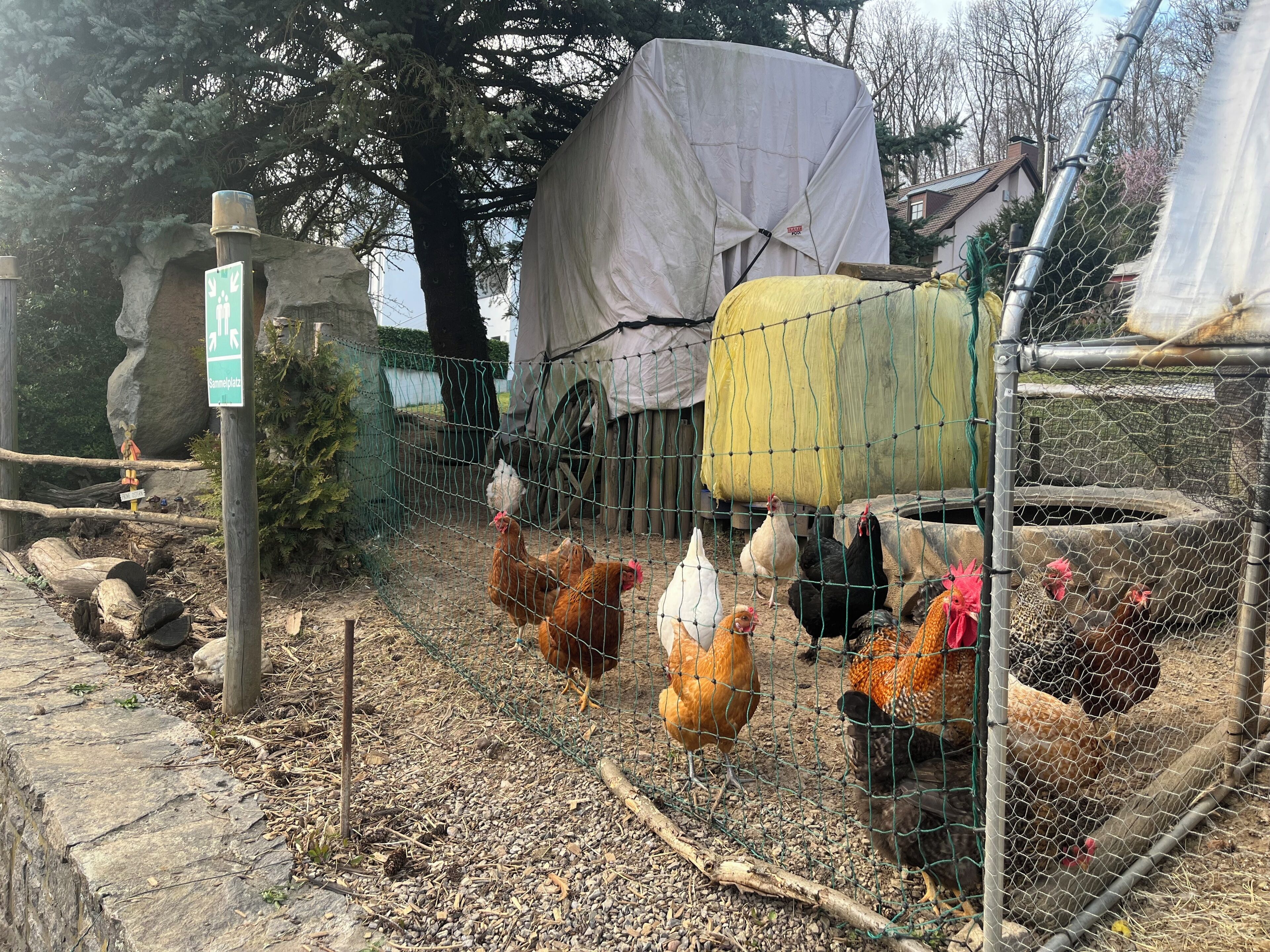A fenced area with chickens, a covered structure, and a signpost.