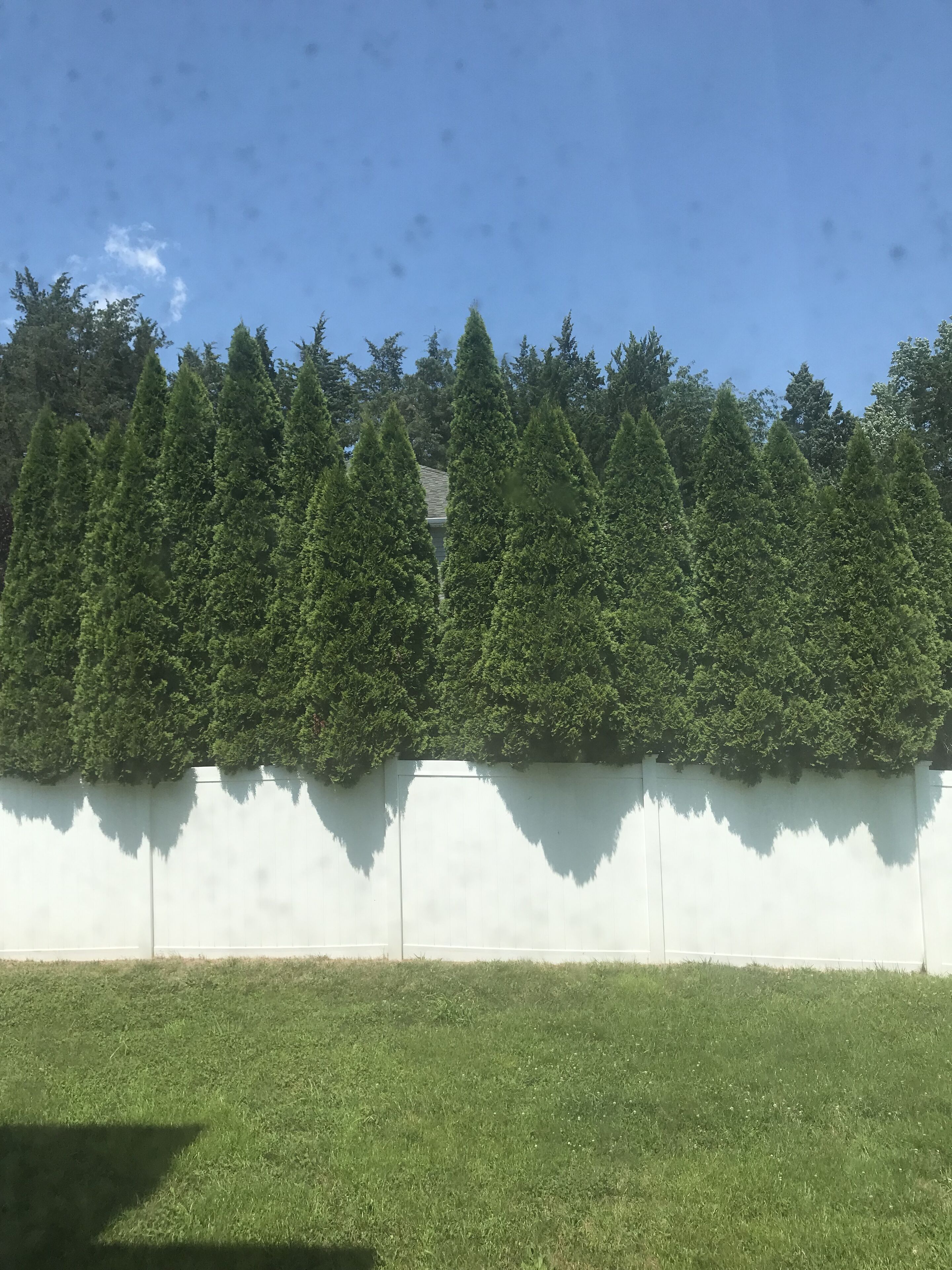 A row of evergreen trees against a white wall, with a grassy area in the foreground.