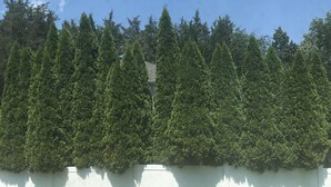 Una hilera de árboles de hoja perenne frente a una pared blanca, con una zona de césped al frente.