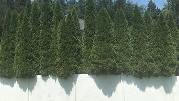 A row of evergreen trees against a white wall, with a grassy area in the foreground.