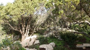 A rocky garden with trees and a tiled patio area. - Villa near the sea, beautiful view, two terraces (PIANOTTOLI CALDARELLO)