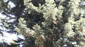 Unclassified image, 2 of 30, button - Hotel Peulla Patagonia (Peulla)