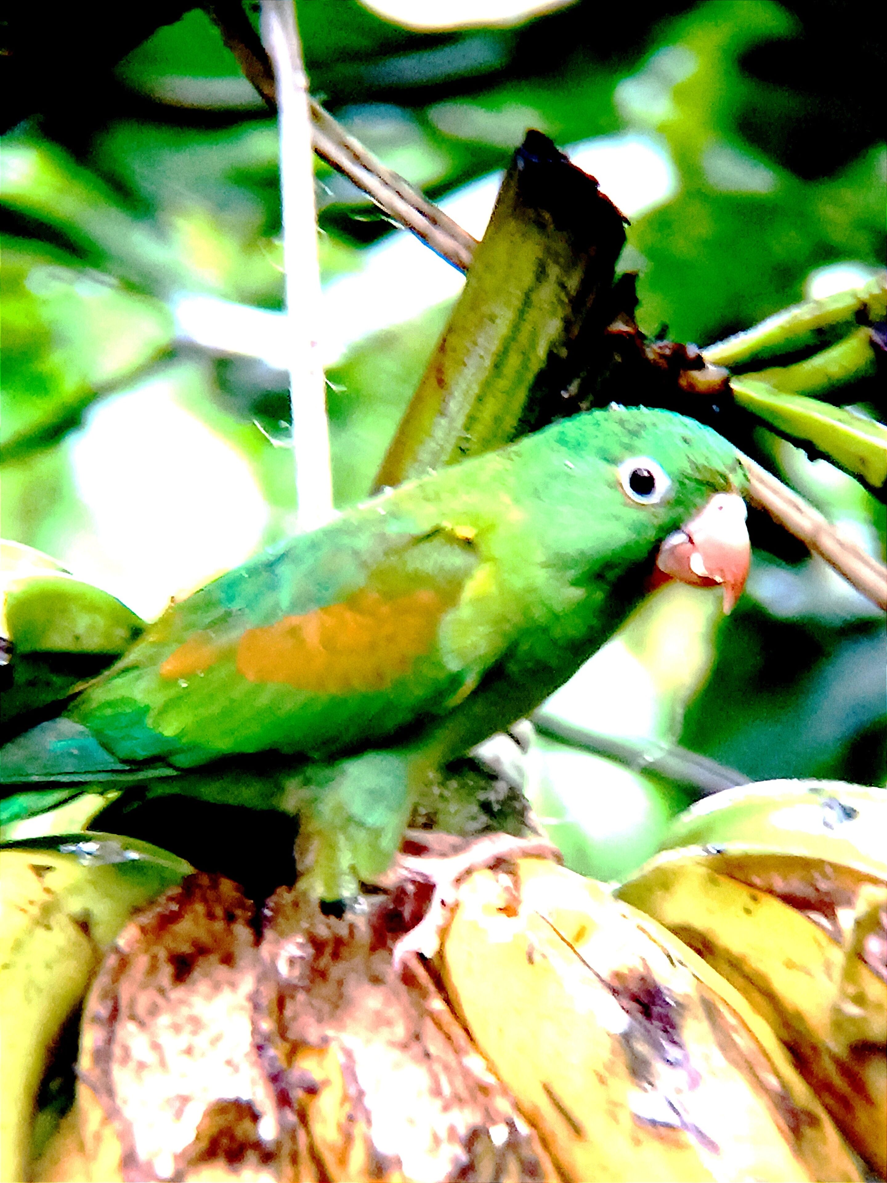 A bird perched on a branch with bananas.