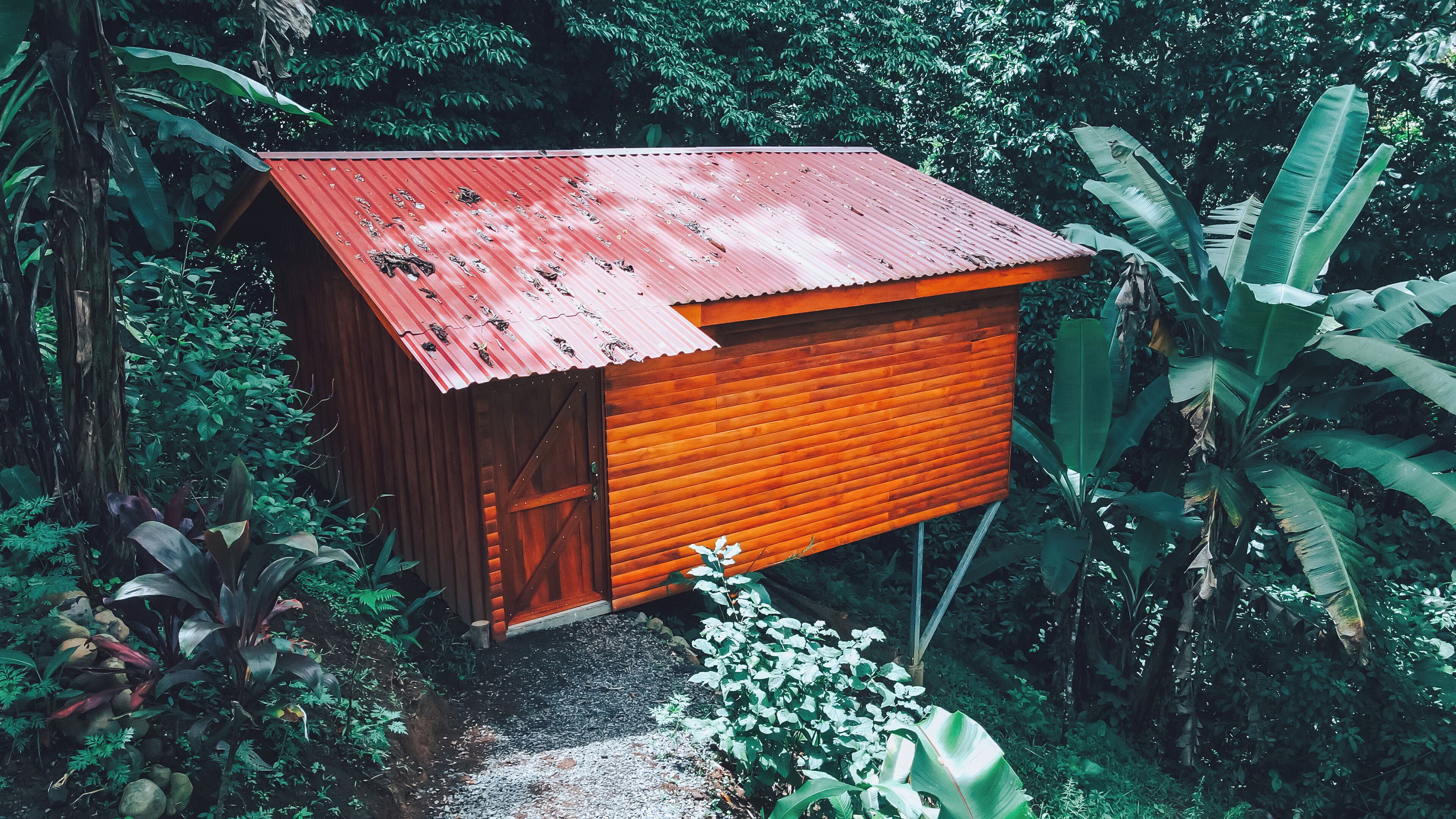 A small, rustic wooden structure with a red corrugated roof, surrounded by dense tropical foliage.