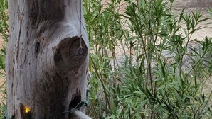 Una estructura de madera rústica con una campana unida a un tronco de árbol, rodeada de vegetación y un cielo despejado.