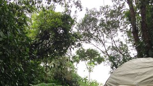 A tent set up in a dense forest with lush greenery and a canopy overhead. - Mot Mot Glamping (Filandia)