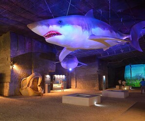 A large shark exhibit in a museum with a sandy floor and informational displays. - Vadászkürt szálláshely Sopron (ra) (Sopron)