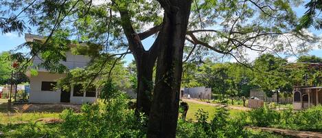 Estudio | Vista al jardín