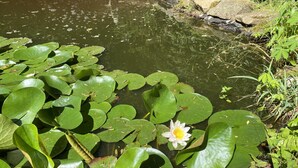 A pond with lily pads and a single white water lily. - Entire Cottage with Additional Creek Cabin - Fallingwater Ohiopyle Seven Springs (Normalville)