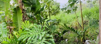 Jungle Harbor Pinnacle