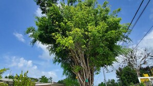 A large tree with a white circular base in a courtyard.