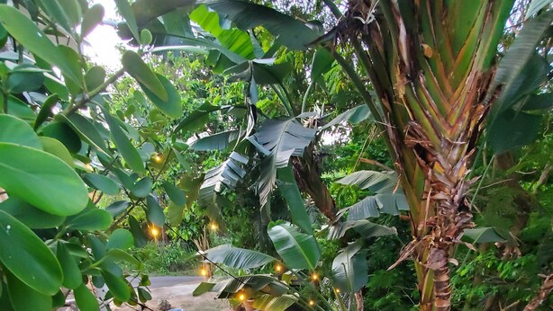 A garden pathway with potted plants and a hammock.