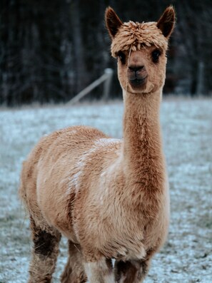 Imagen sin descripción, 4 de 59, botón