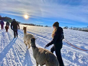 Billede uden beskrivelse, 3 af 59, knap