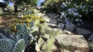 A garden with various plants and a stone pathway. - Baglio La Luna (San Vito Lo Capo)