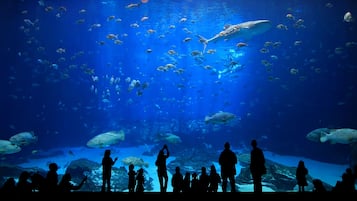 Acuario con diversas especies de peces y un tiburón ballena.