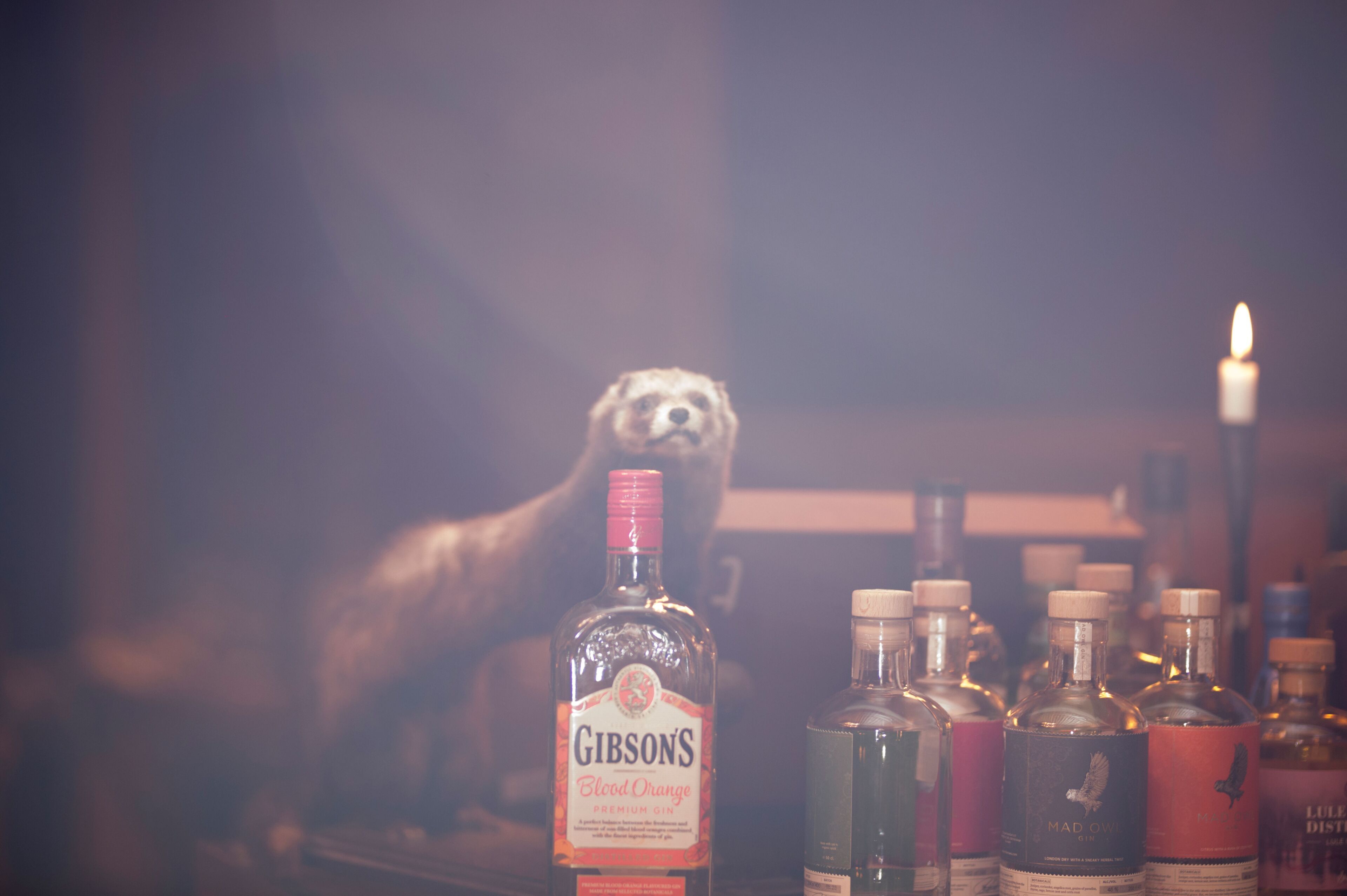 Una botella de ginebra Blood Orange de Gibson bien visible sobre la barra, junto a otras botellas de licores.