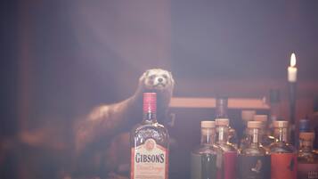 Una botella de ginebra Blood Orange de Gibson bien visible sobre la barra, junto a otras botellas de licores.