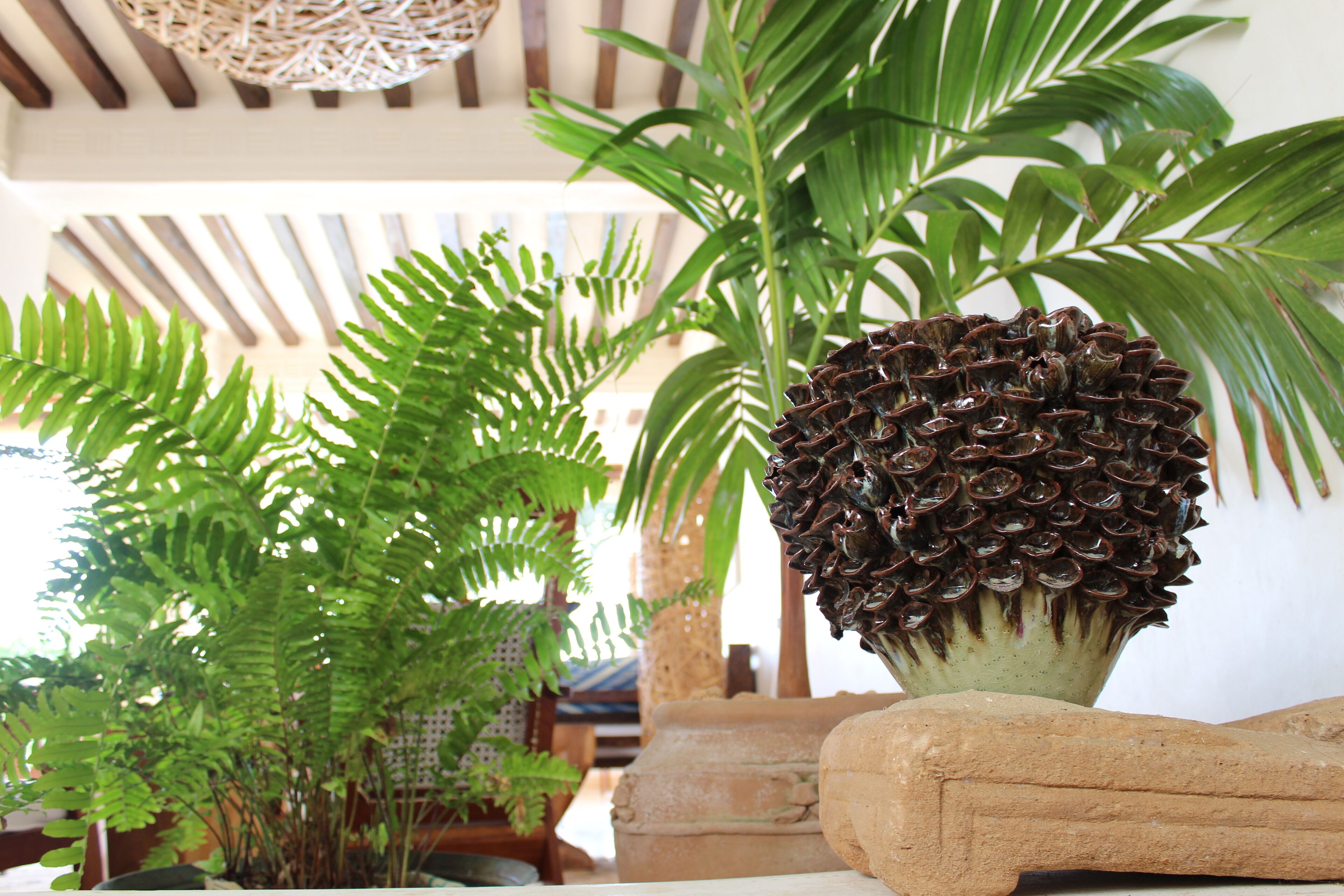 A potted plant with a textured, conical top and a fern in the background.