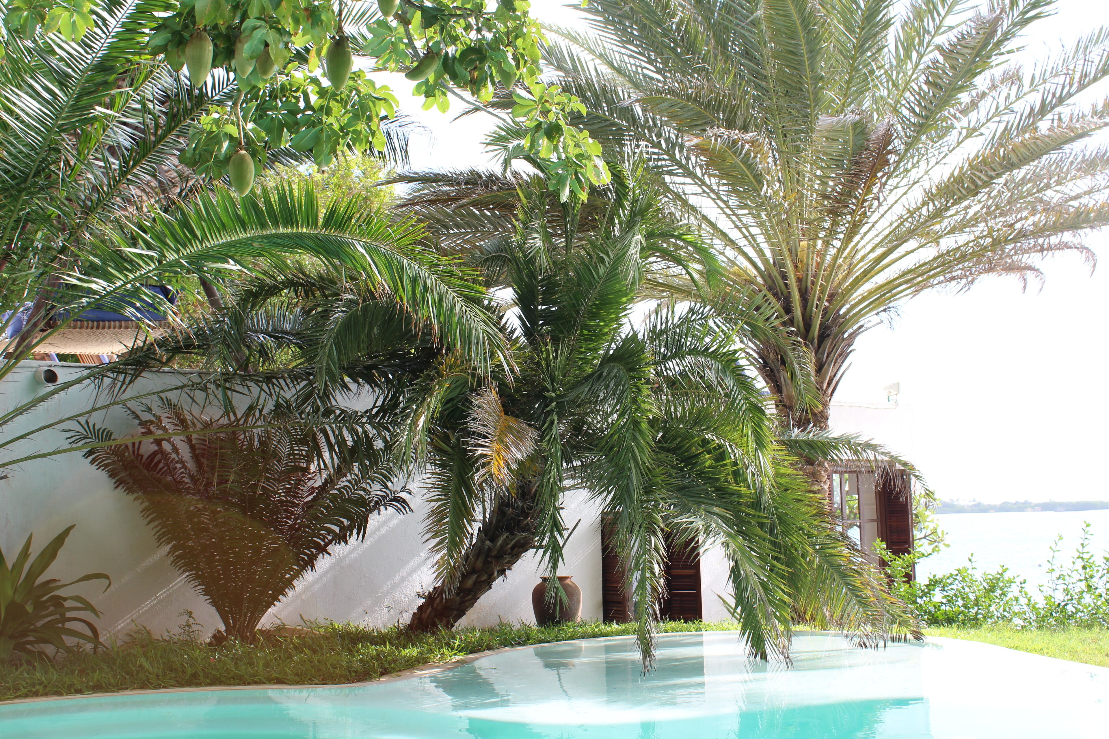 A pool surrounded by palm trees and a view of the sea.