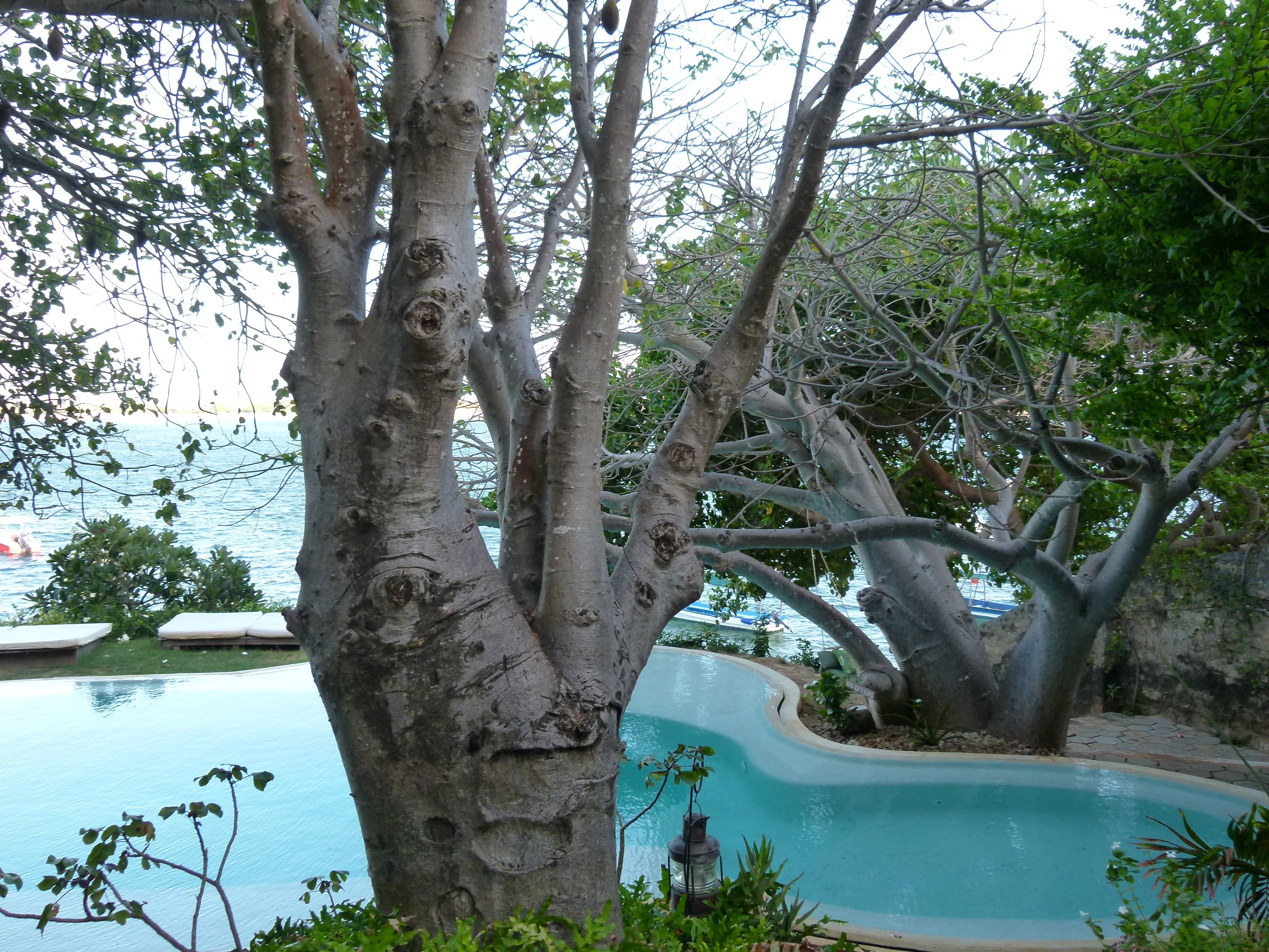 A pool surrounded by trees with a view of the water.