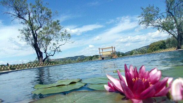A water body with lotus flowers and trees in the background. - Agriturismo Il Poderino (Bibbona)
