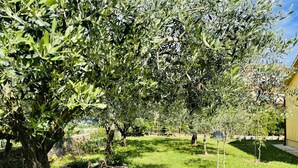 Un jardín con olivos, un muro de piedra y una zona cubierta de césped.