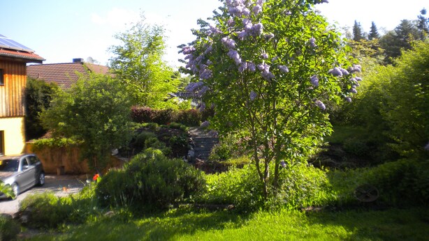 Um jardim com uma árvore florida em flores roxas, rodeado por arbustos diversos e uma casa ao fundo.