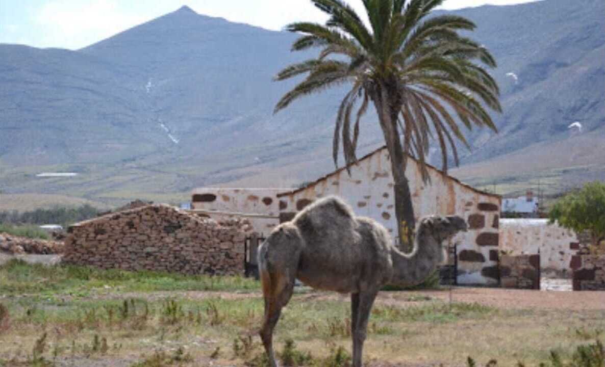 A camel in a rural setting with a stone building and mountains in the background.