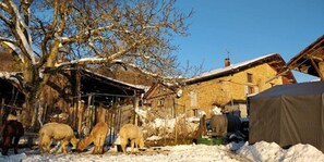 Front of property - Alpagas Du Domaine Mael (Saint-Antoine-l'Abbaye)