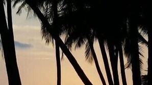 A sunset with palm trees silhouetted against the sky. - 104 - Ocean View - La Mer Beach House (Revdanda)