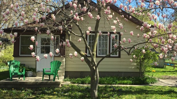 A house with a porch, green chairs, and a tree with pink flowers.