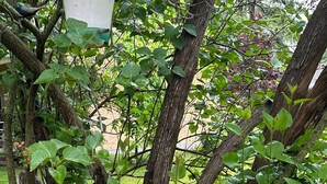 A garden area with a green lamp post, a statue, and lush greenery.