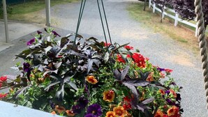 A hanging flower basket with a variety of colorful flowers and green foliage. - Country Getaway near Seattle (Maple Valley)