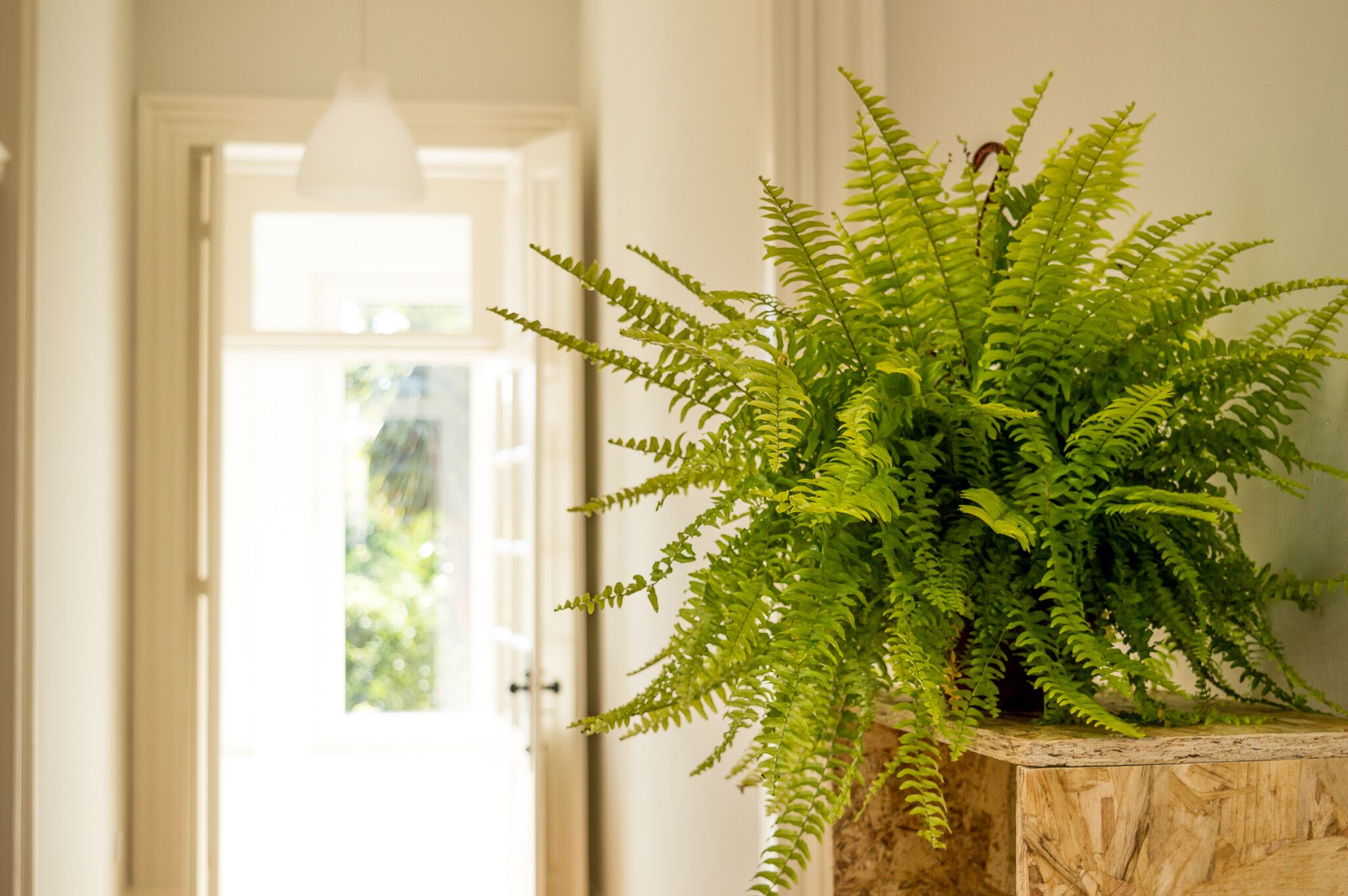 Photo - Queen's Garden Hostel