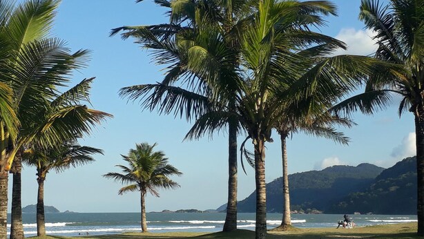 A beach with palm trees and a view of the ocean. - Colonia de Férias Sitraemfa (Peruíbe)
