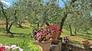 Ein Garten im Freien mit Olivenbäumen und blühenden Pflanzen in Töpfen.