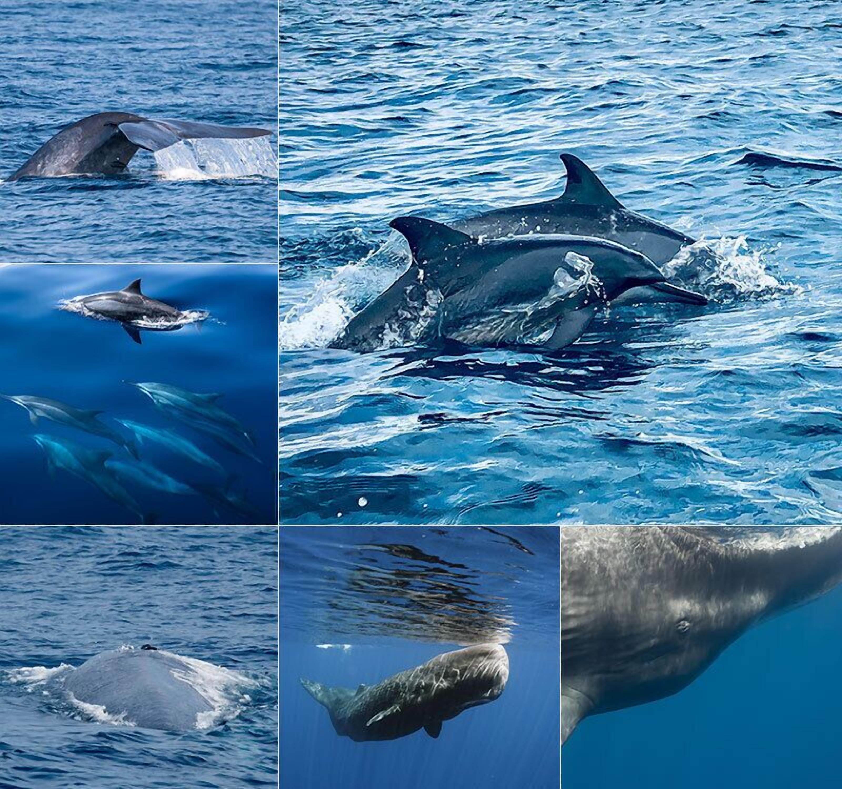 Une baleine qui surgit à la surface de l’eau.