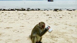 A monkey on a sandy beach holding a can. - Lan Homestay (Hai Phong)