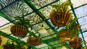 An indoor garden with hanging planters and a table with chairs. - Homestay An Bang Sea Adventure (Da Nang)