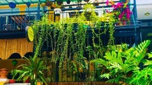 A courtyard with hanging plants, a scooter, and a sign that reads "Homestay An Bang Sea Adventure". - Homestay An Bang Sea Adventure (Da Nang)