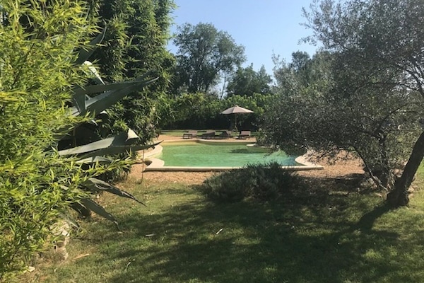 Chant des cigales sous l'olivier