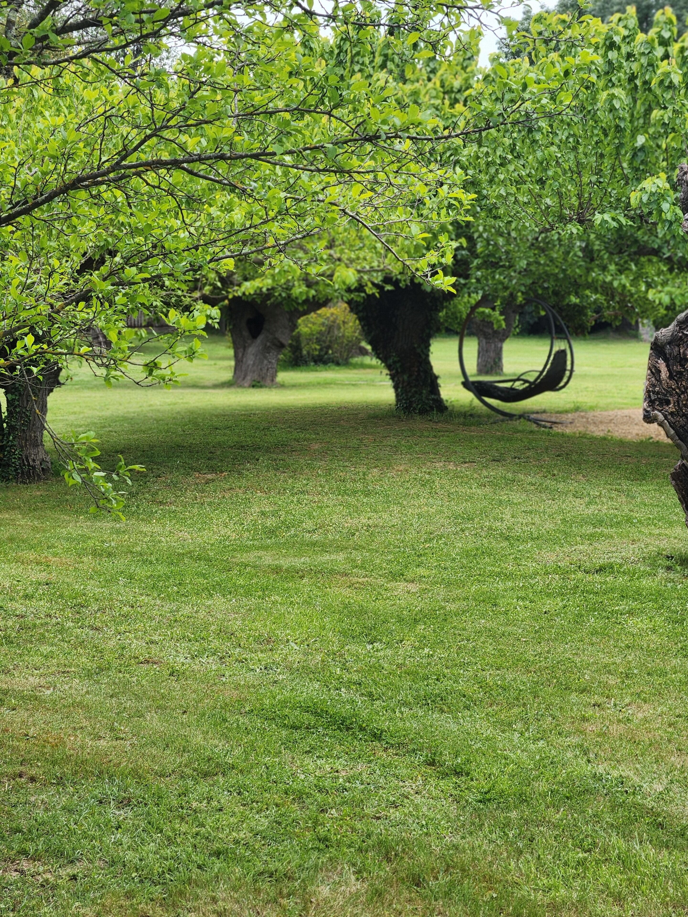 Un parc avec une pelouse, des arbres et une balançoire.