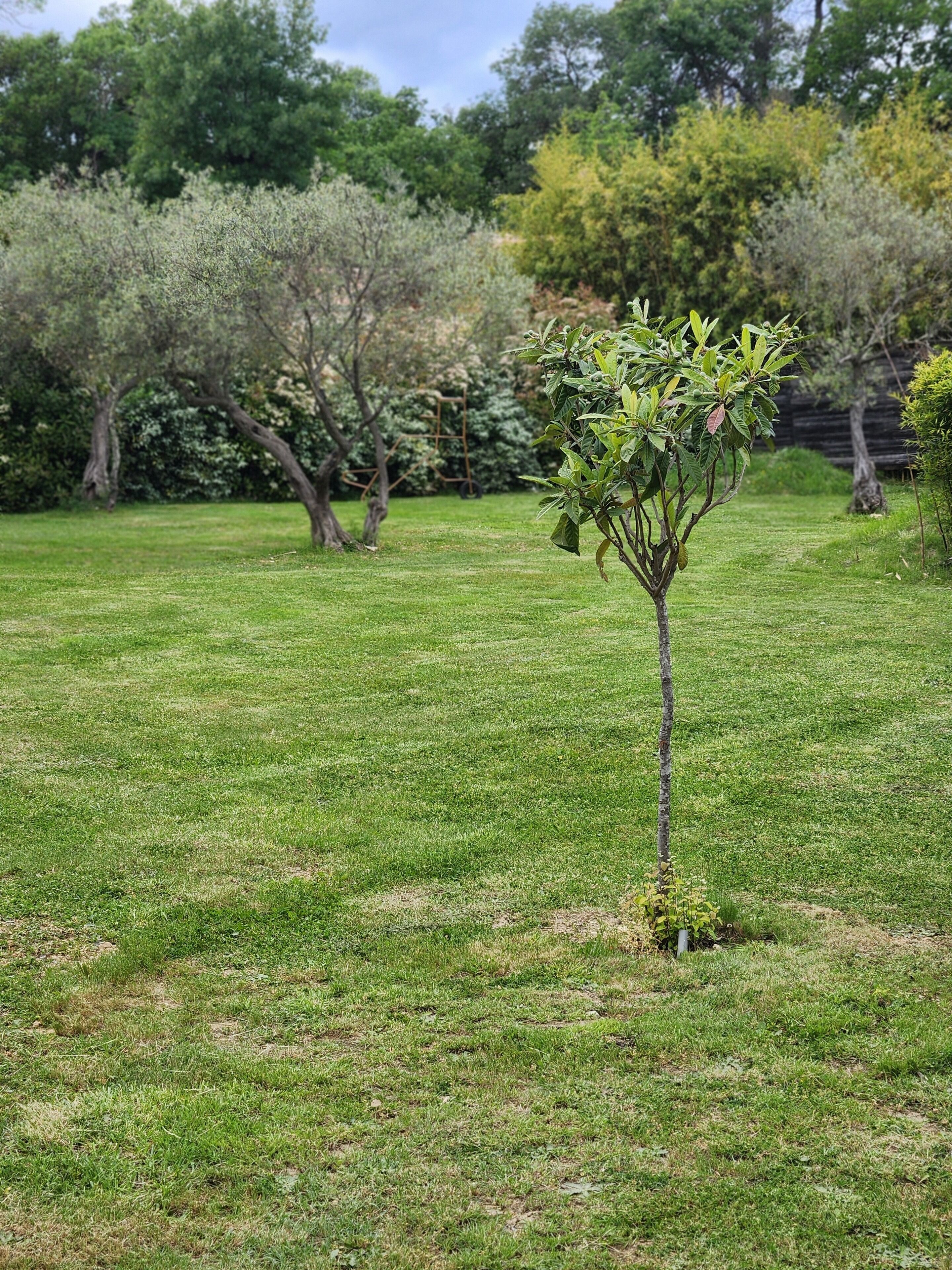 A small tree in a grassy area with a wooden fence and trees in the background.