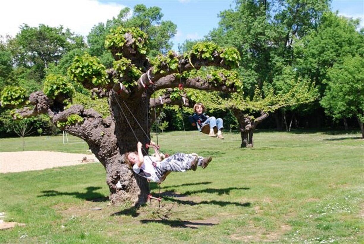 Un arbre avec une balançoire suspendue à ses branches.