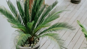 Una planta en maceta con un diseño geométrico sobre un suelo de madera.